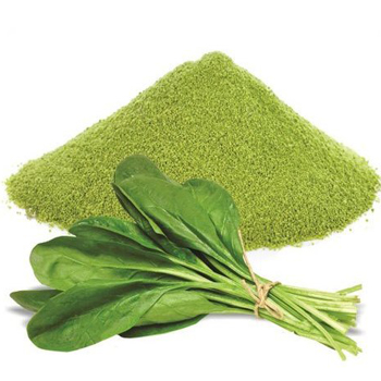 Dehydrated Palak/Spinach Leaves and Powder