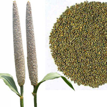 Millet or Bajra